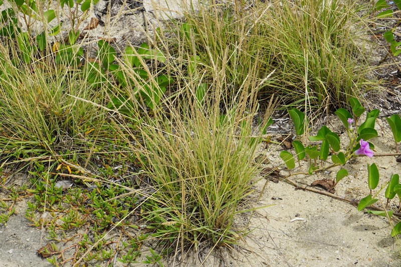 Coral Dropseed photo 2