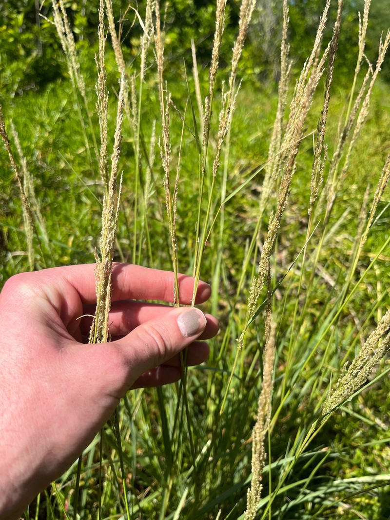 Coral Dropseed photo 3