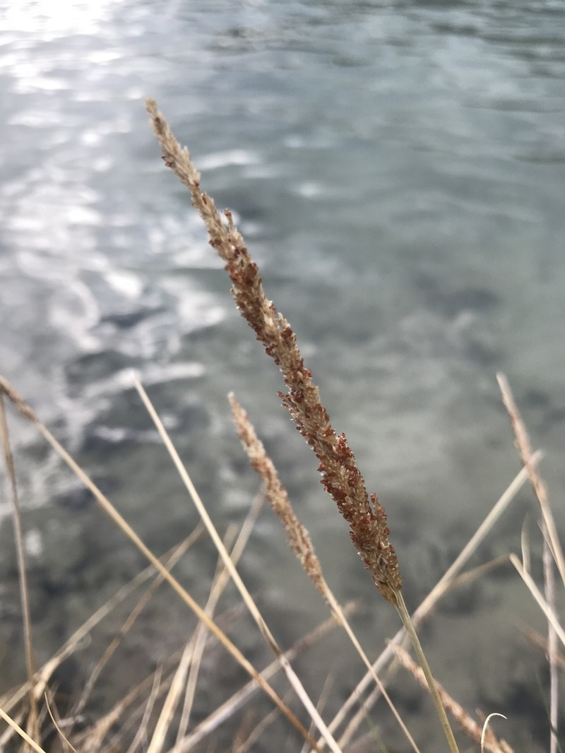 Coral Dropseed photo 5