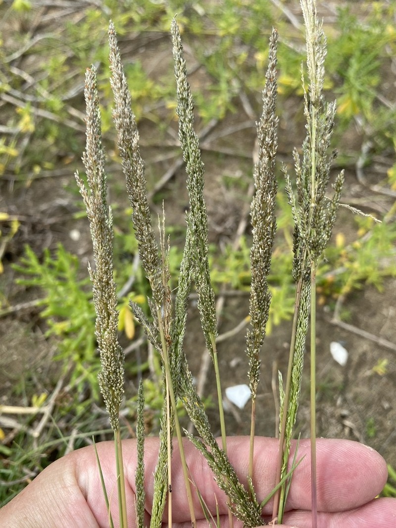 Coral Dropseed photo 6