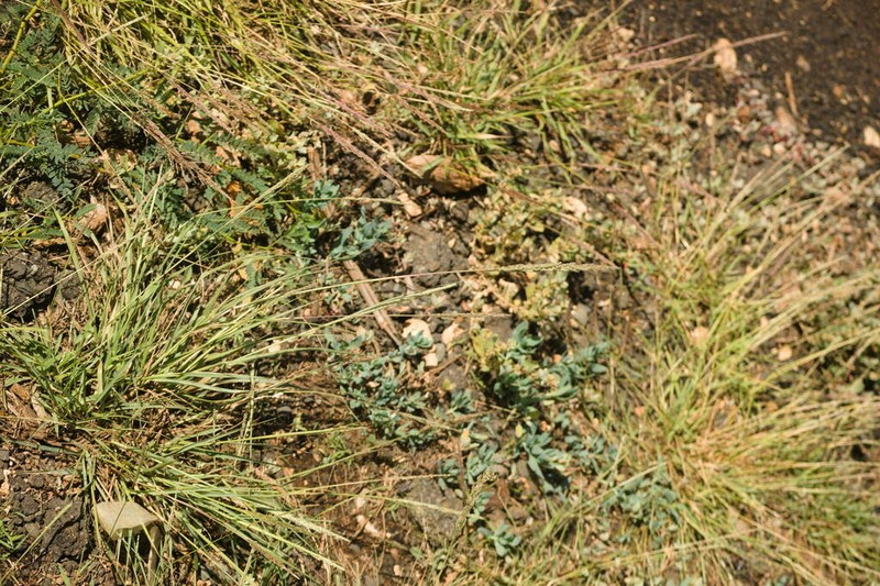 Coral Dropseed photo 7