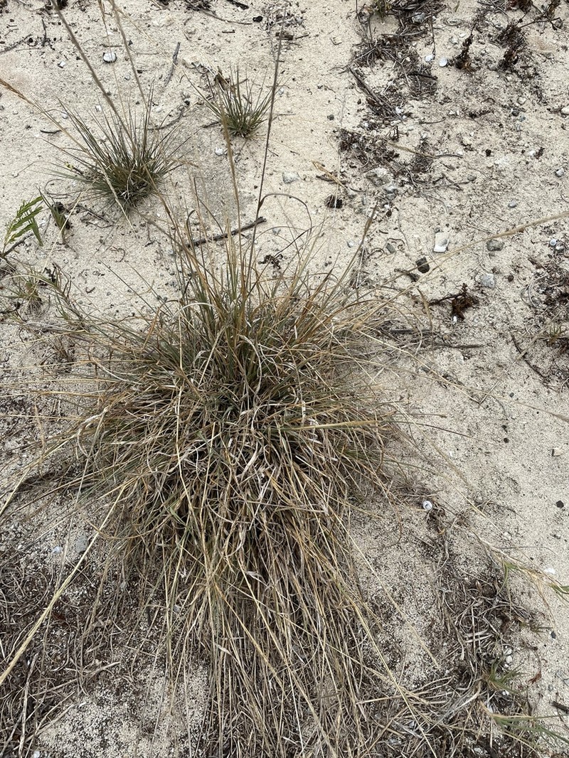 Coral Dropseed photo 8