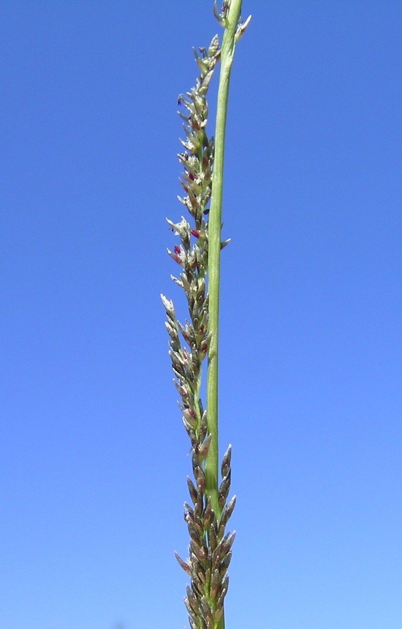Elongate Dropseed photo 4