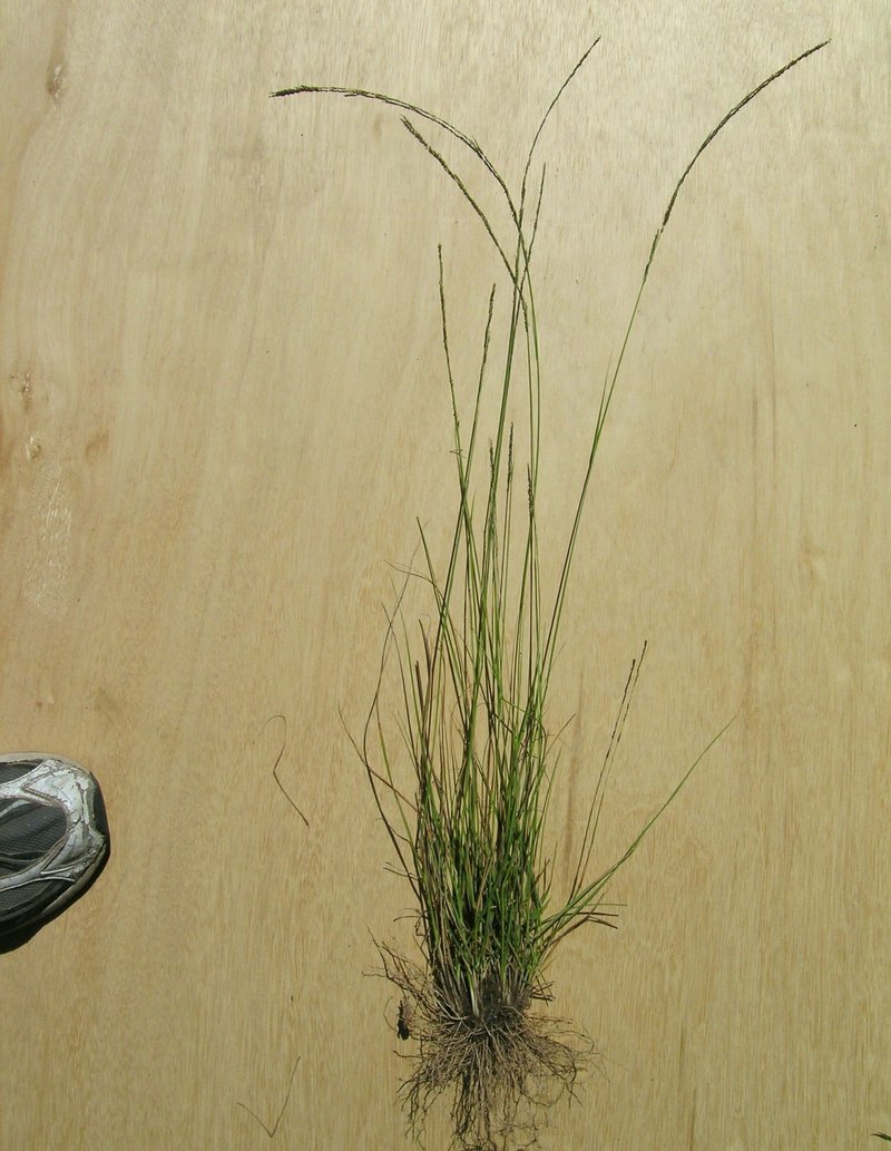 Elongate Dropseed photo 5