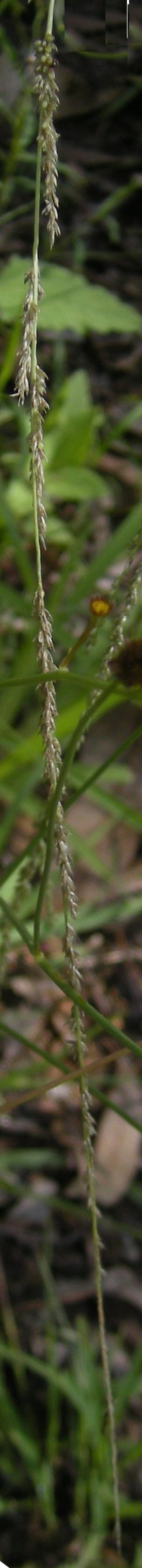 Elongate Dropseed