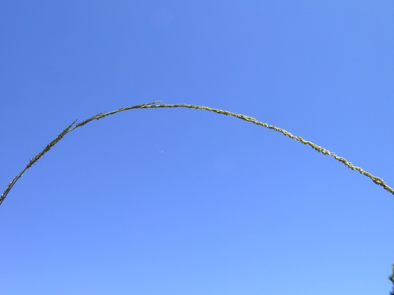 Elongate Dropseed photo 2