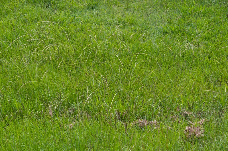 Elongate Dropseed photo 3