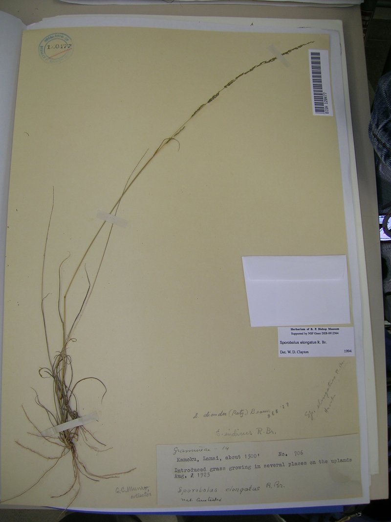 Elongate Dropseed photo 7