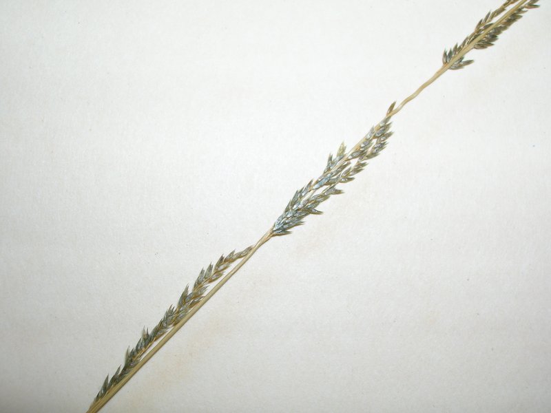 Elongate Dropseed photo 8