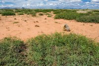 Fringed Dropseed