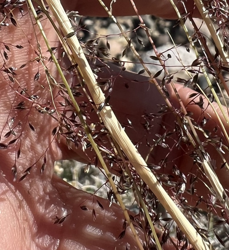 Mesa Dropseed photo 2