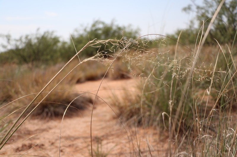 Mesa Dropseed photo 3