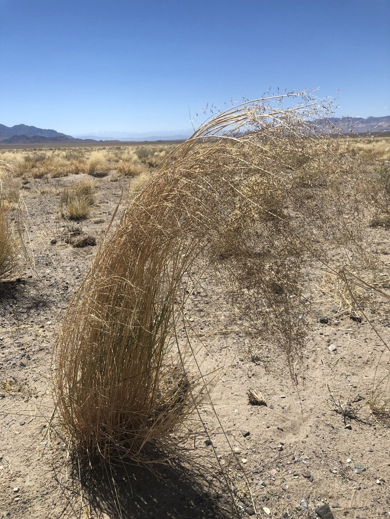 Mesa Dropseed photo 4