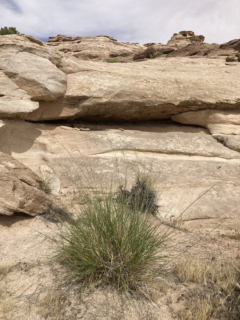 Mesa Dropseed photo 5