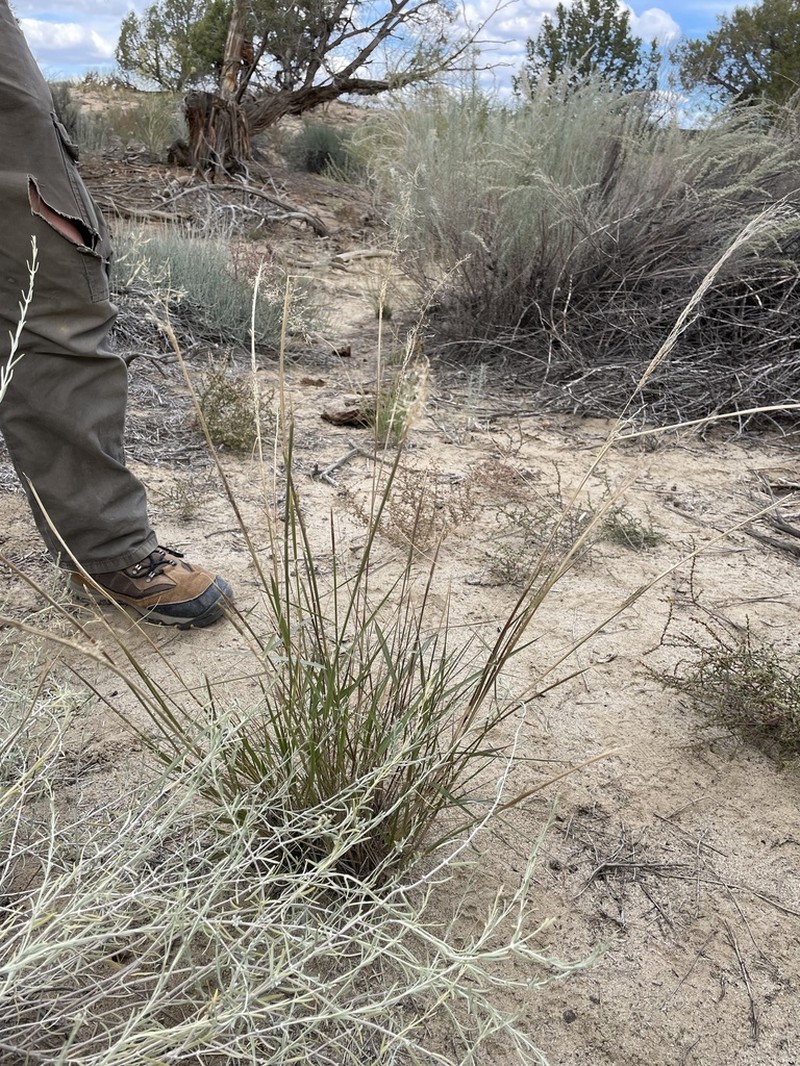 Mesa Dropseed photo 6