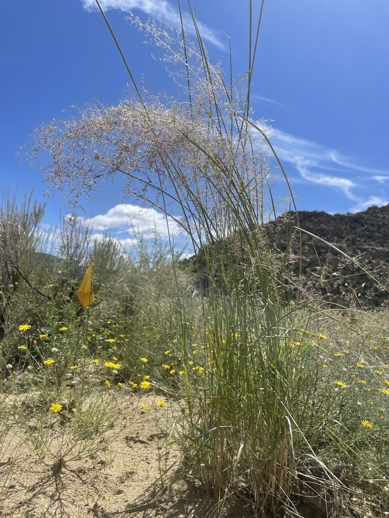 Mesa Dropseed photo 7