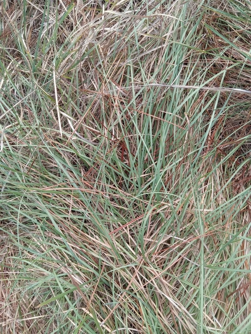 Florida Dropseed