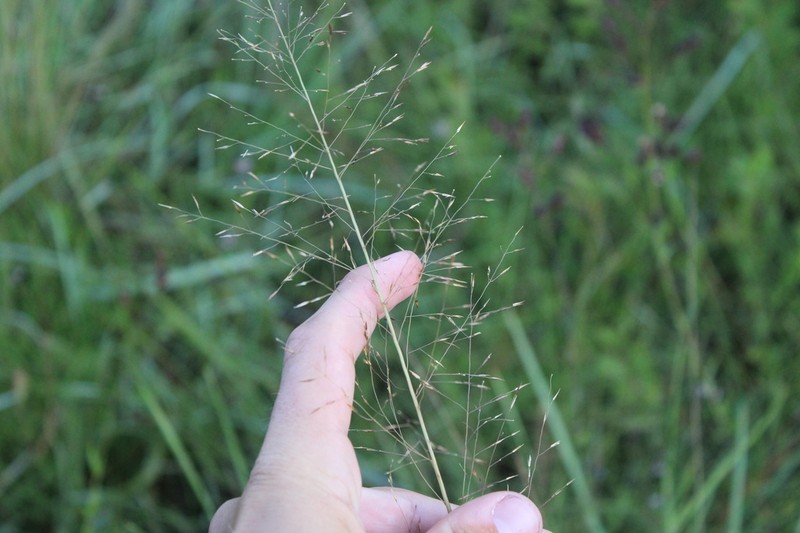 Florida Dropseed photo 2