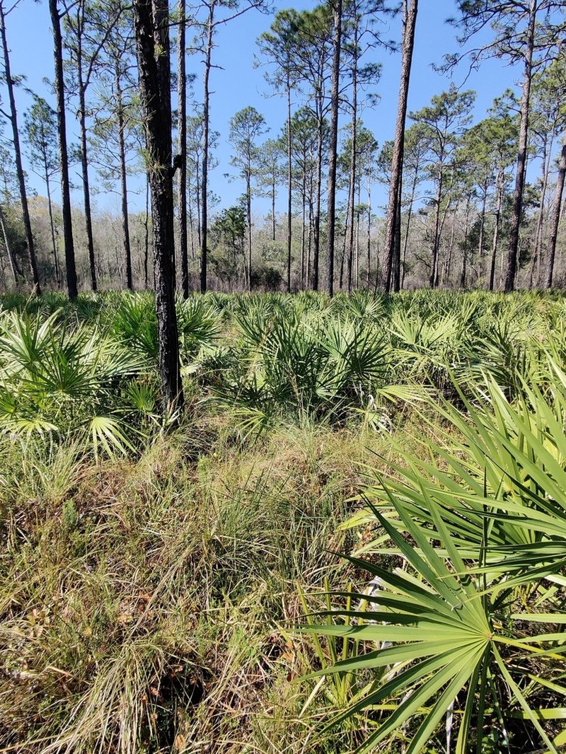 Florida Dropseed photo 3