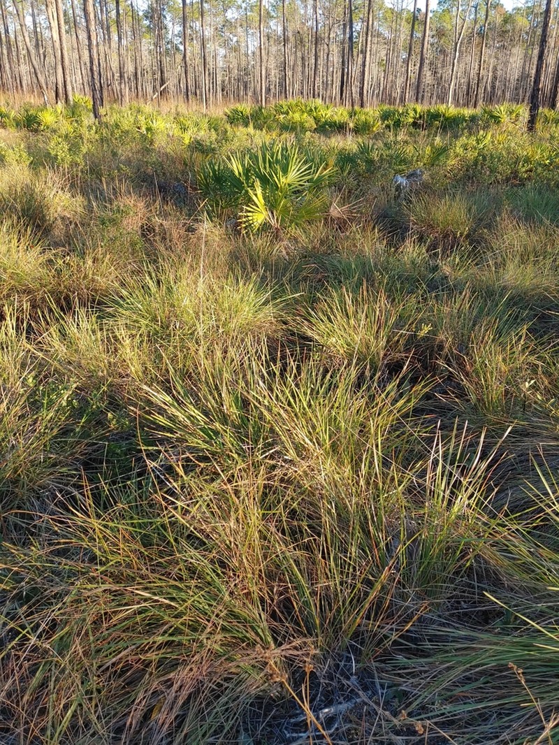 Florida Dropseed photo 4
