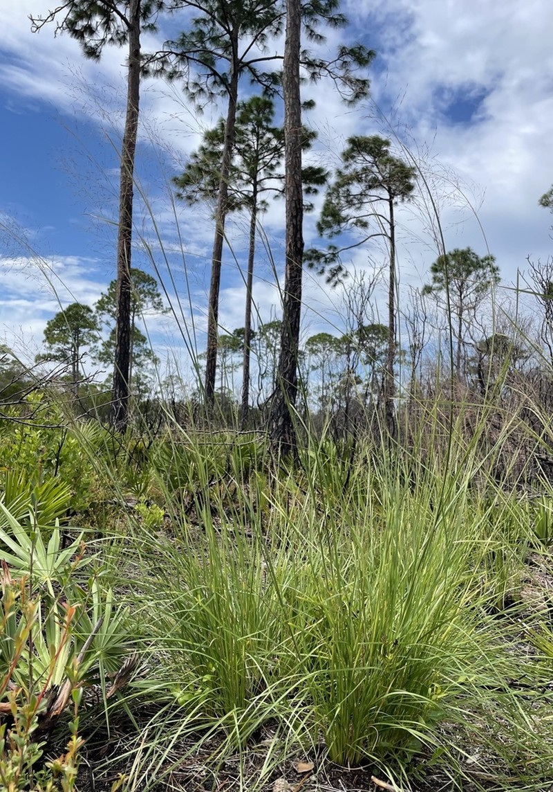 Florida Dropseed photo 5