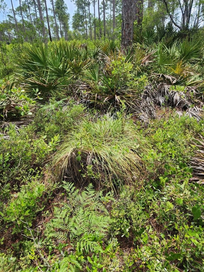 Florida Dropseed photo 6