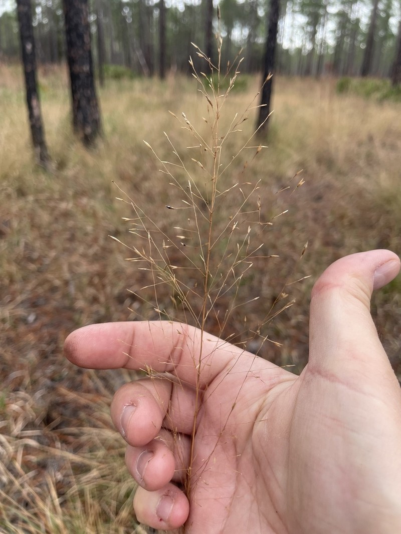 Florida Dropseed photo 7