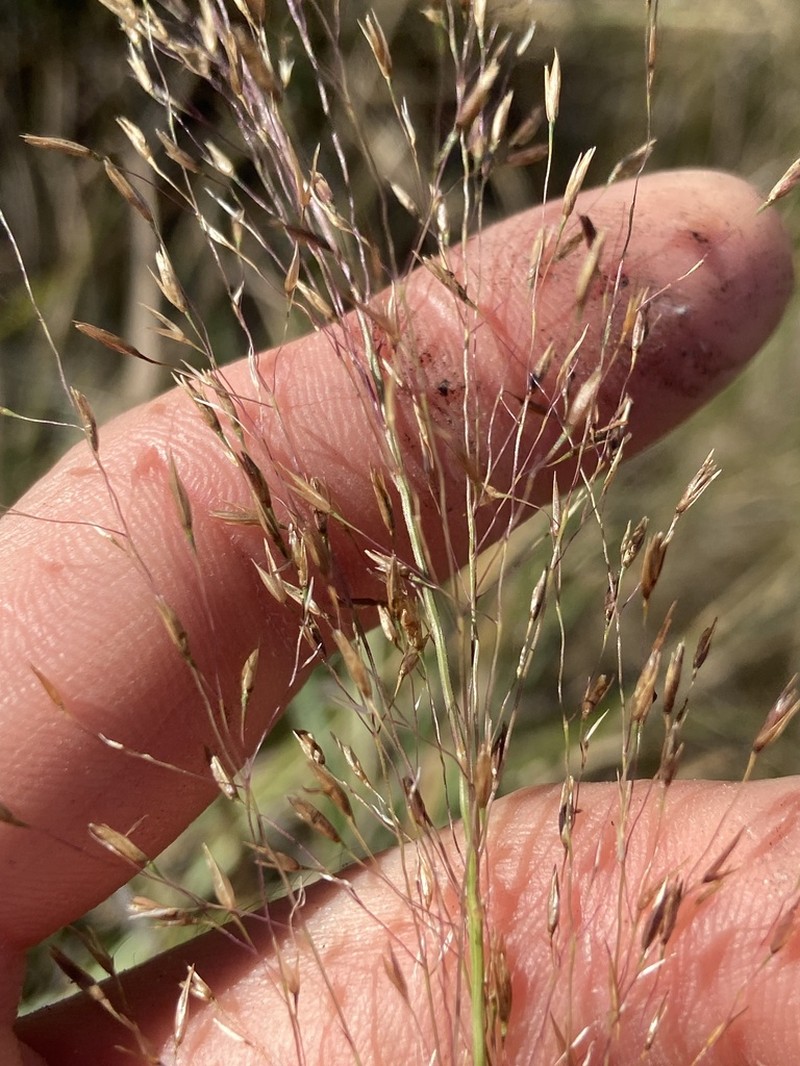 Florida Dropseed photo 8