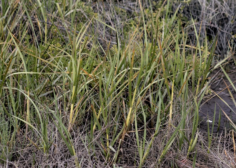 California Cordgrass