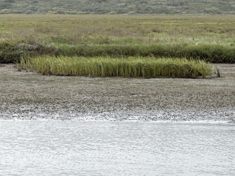 California Cordgrass photo 2