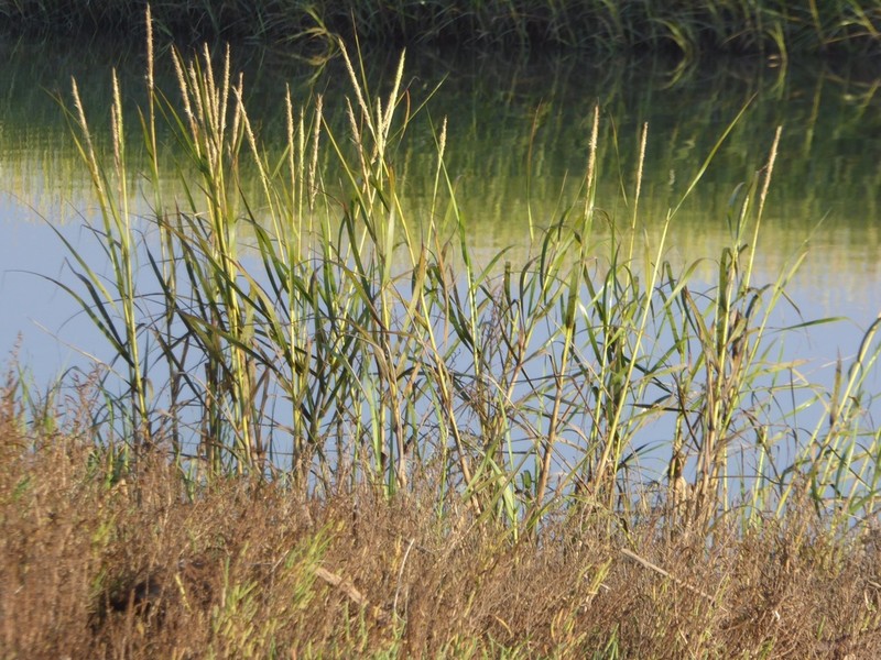California Cordgrass photo 3