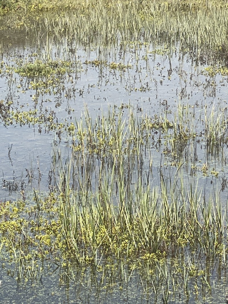 California Cordgrass photo 4