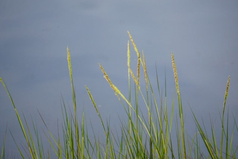 California Cordgrass photo 5