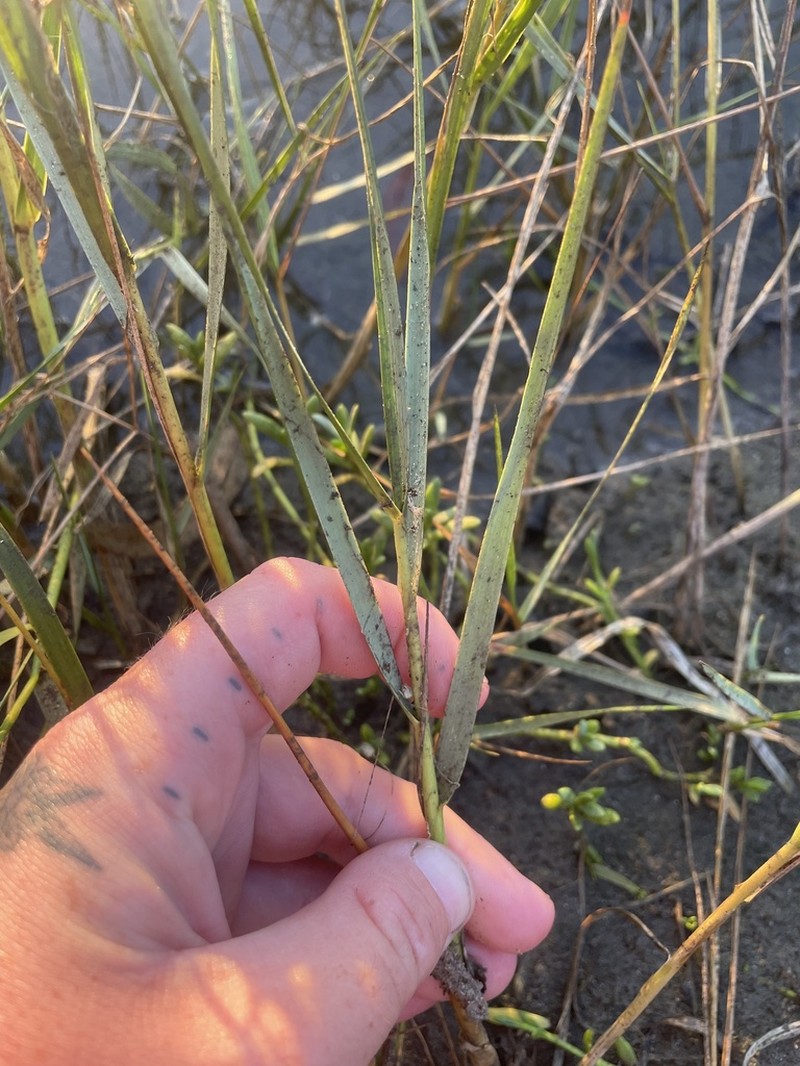 California Cordgrass photo 6