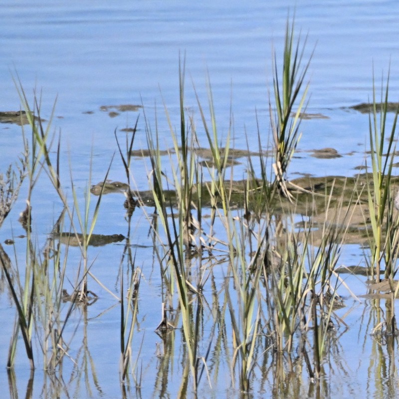 California Cordgrass photo 7
