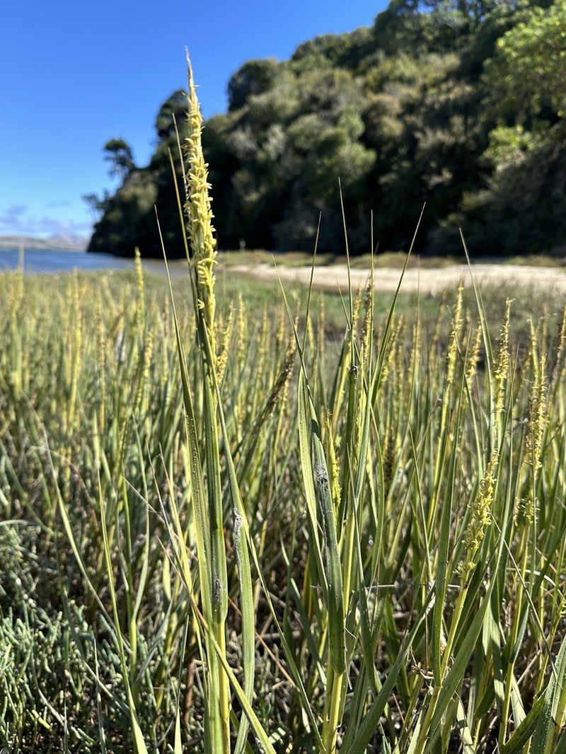 California Cordgrass photo 8