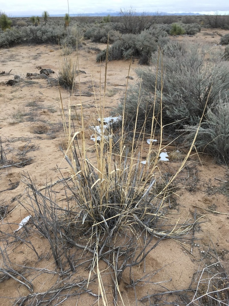 Giant Dropseed photo 2