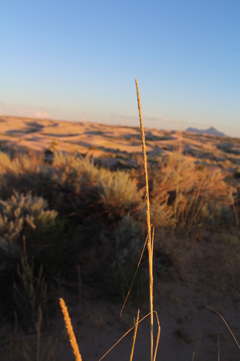 Giant Dropseed photo 3