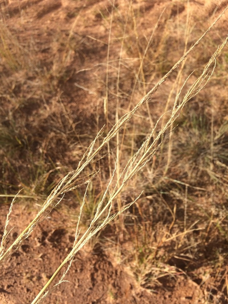 Giant Dropseed photo 4