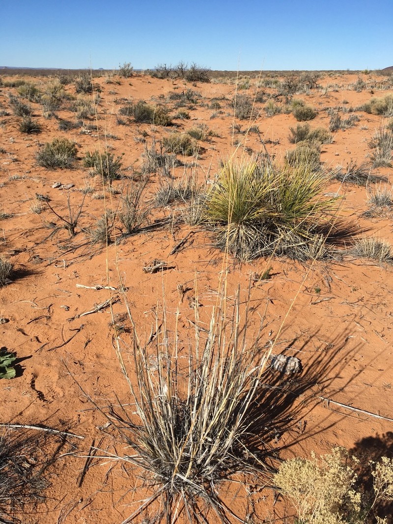 Giant Dropseed photo 5