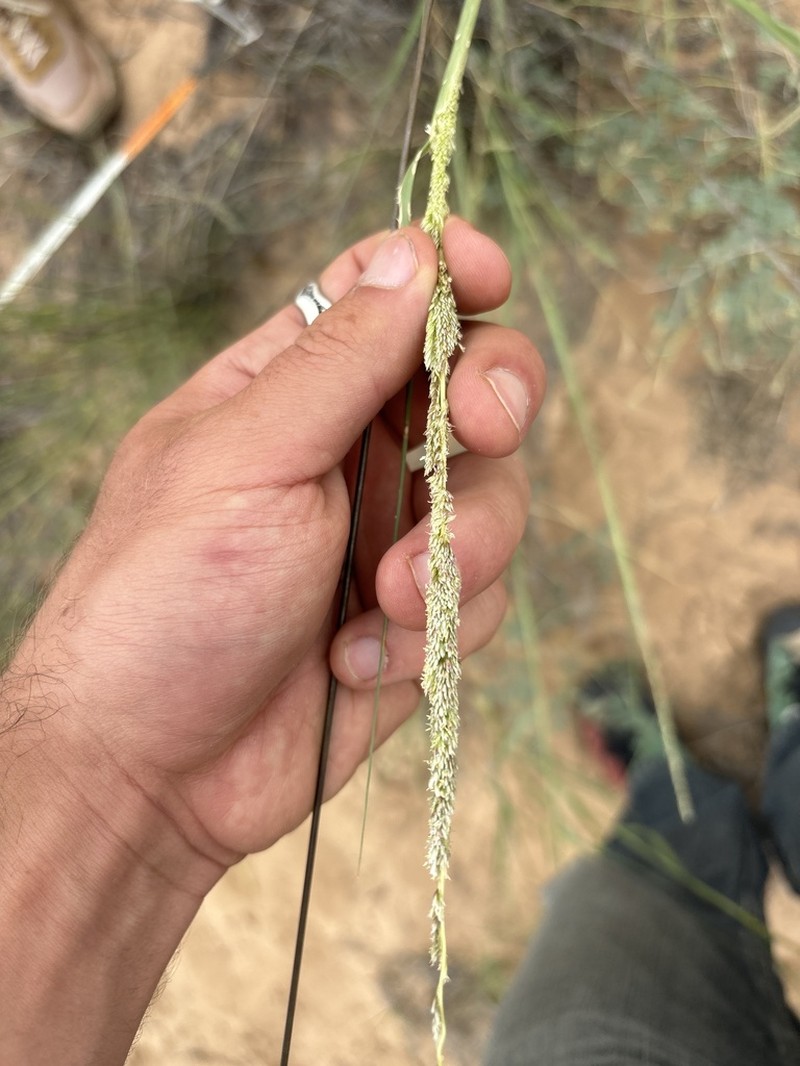 Giant Dropseed photo 6