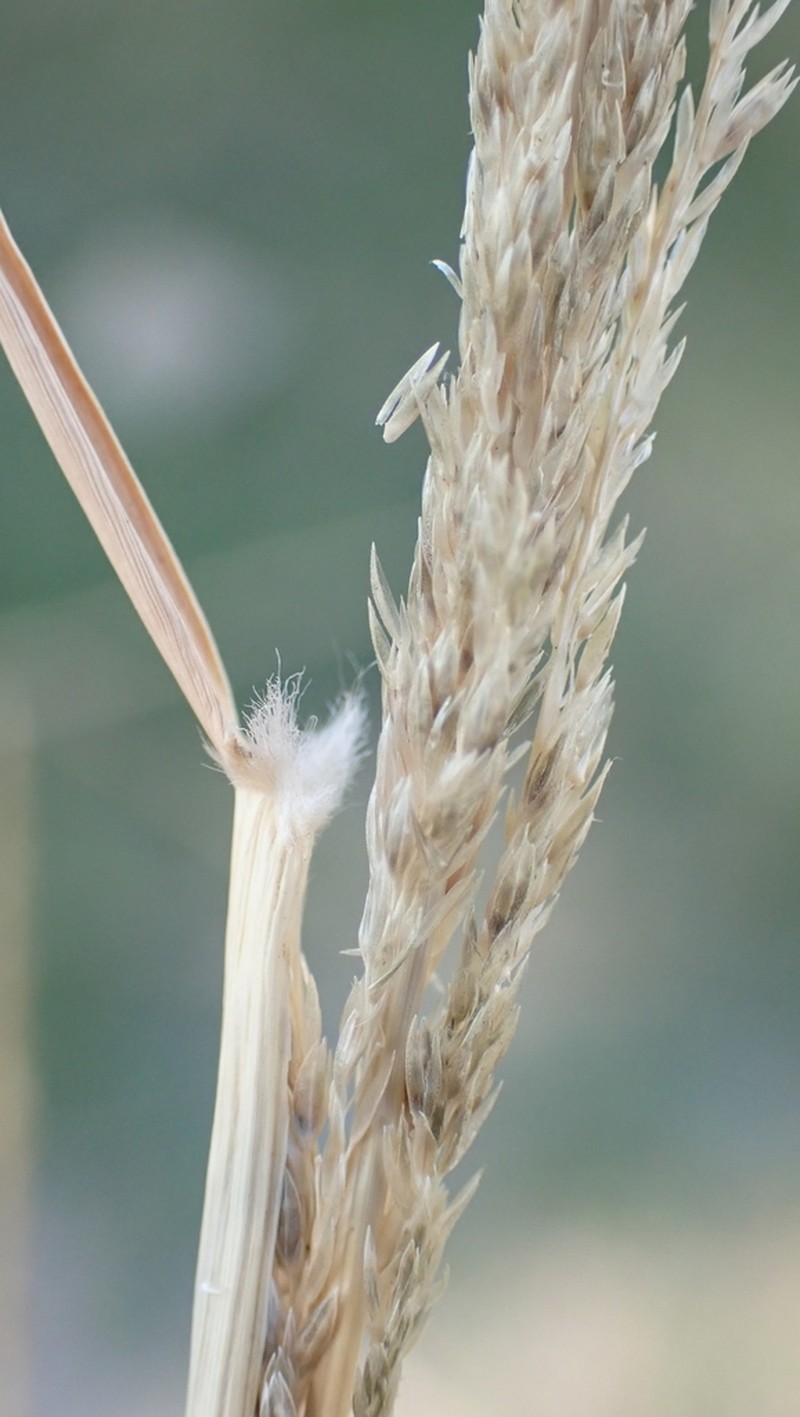 Giant Dropseed photo 7