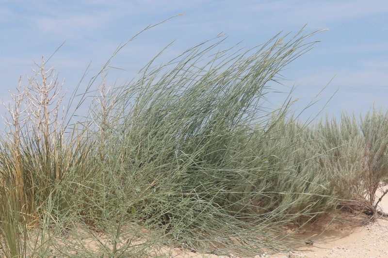Giant Dropseed photo 8
