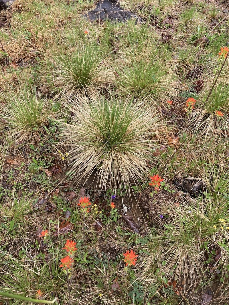 Prairie Dropseed photo 2