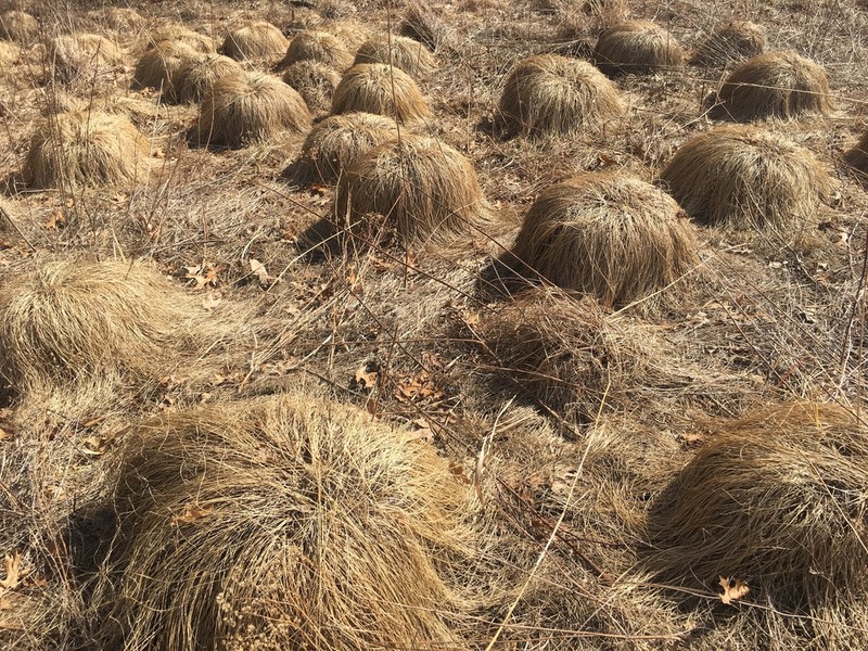 Prairie Dropseed photo 3
