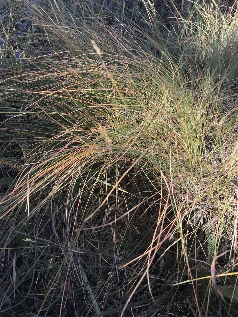 Prairie Dropseed photo 4