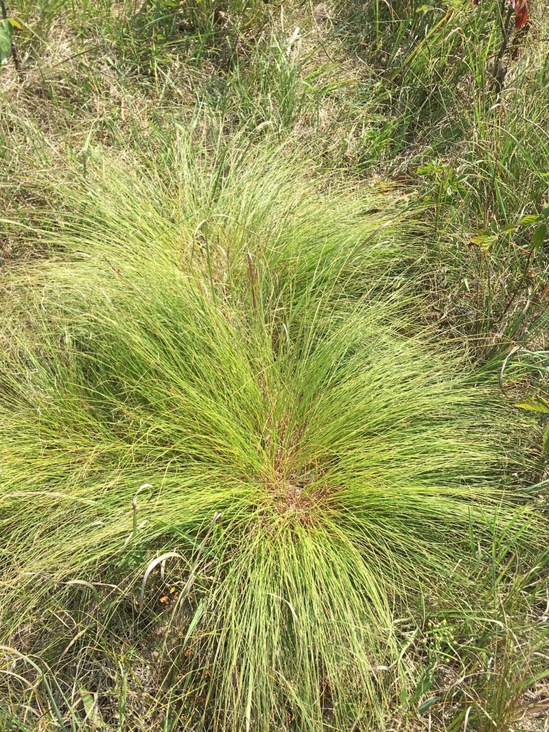 Prairie Dropseed photo 5