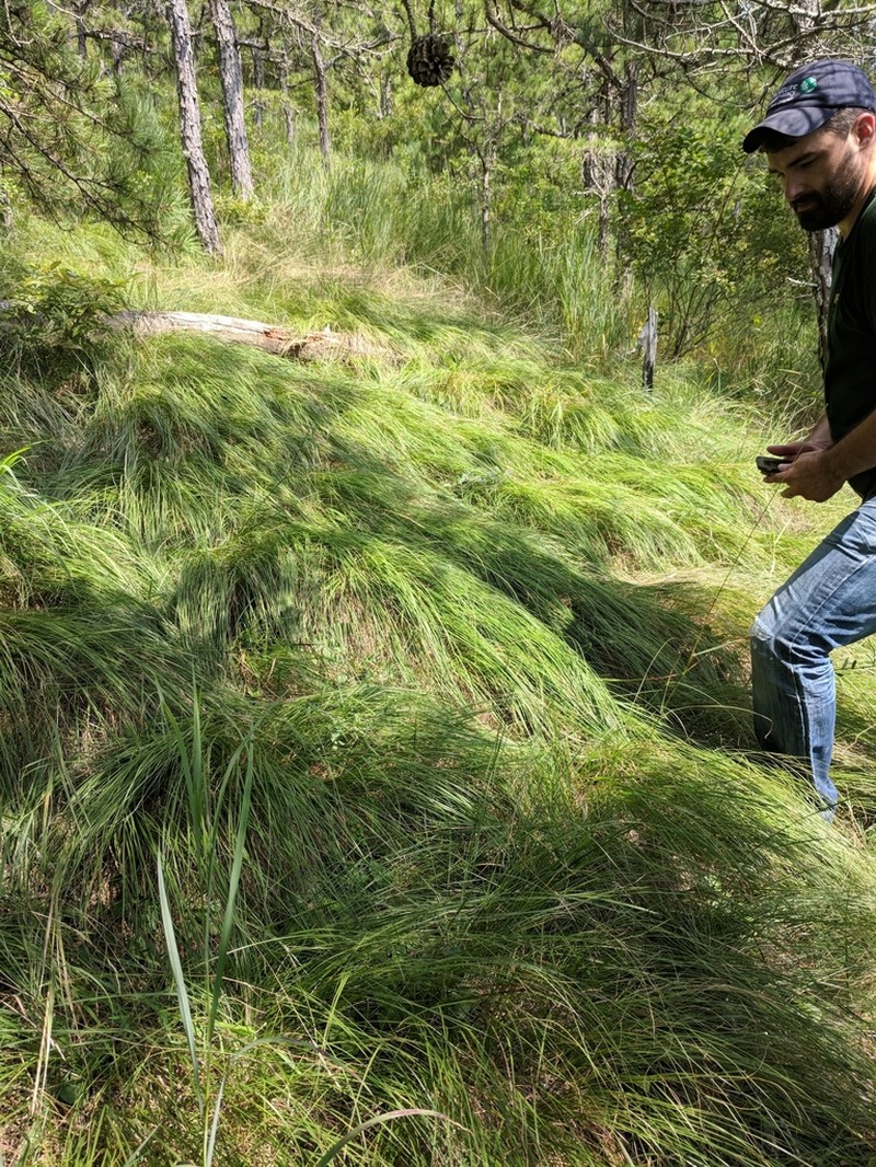 Prairie Dropseed photo 6