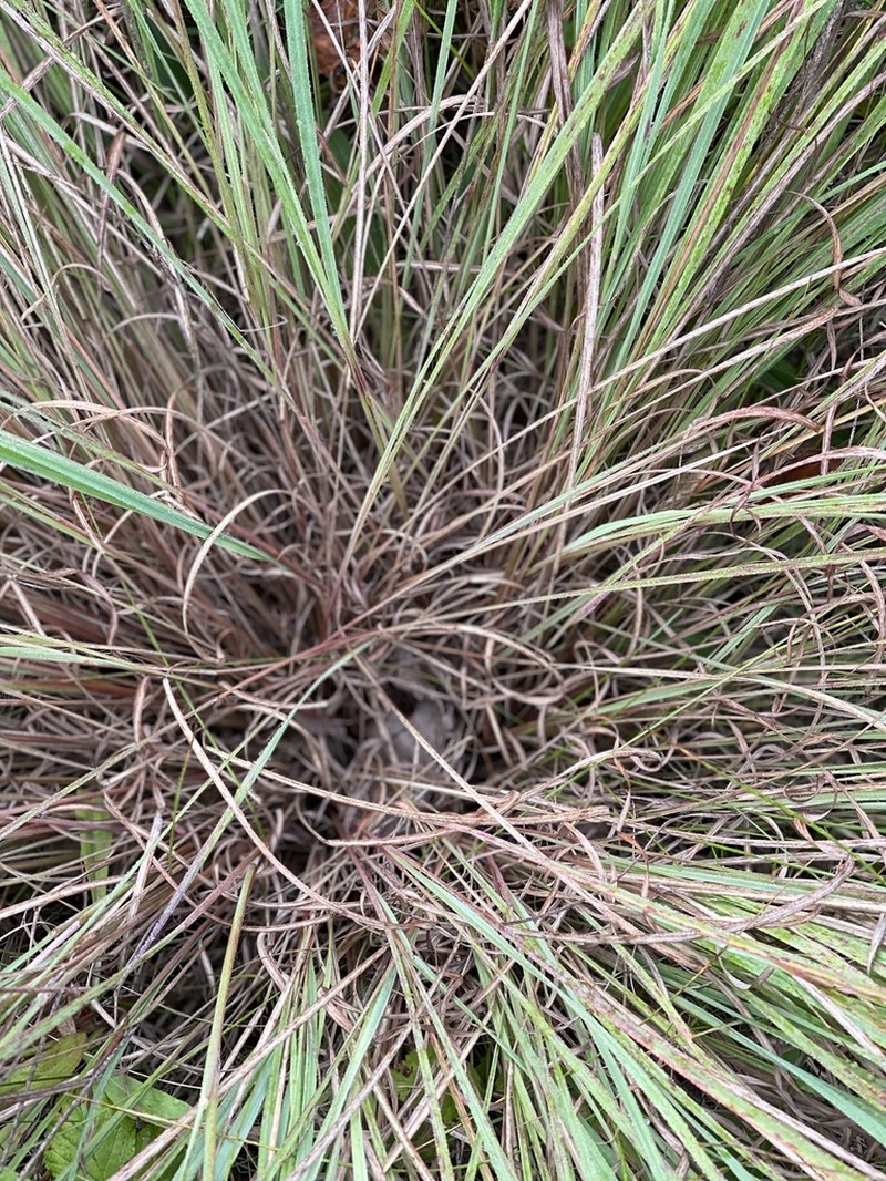 Prairie Dropseed photo 7