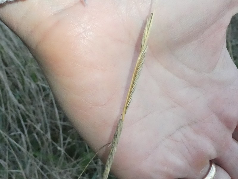 Alkali Cordgrass